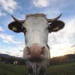 Dánsko zavádí daň z kravských prdů a říhání