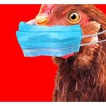 Hysterie kolem ptačí chřipky se přesouvá z USA do Německa a Austrálie