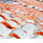 Umelo chovaný losos je tak toxický, že môže spôsobiť diabetes a obezitu