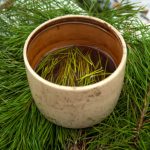 Desať chorôb, ktoré je možné liečiť ihličím