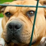 Slovensko končí s množiarňami: chov „nepapierových“ psov na predaj má byť úplne zakázaný