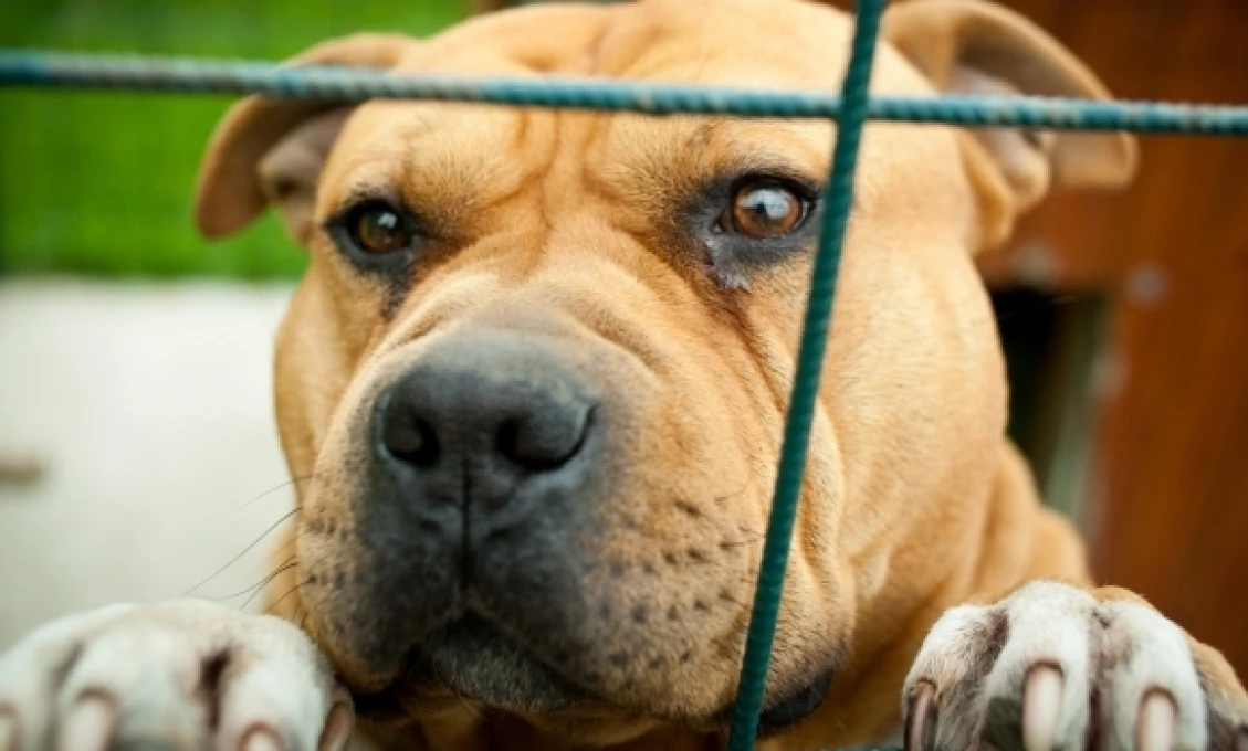 Slovensko končí s množiarňami: chov „nepapierových“ psov na predaj má byť úplne zakázaný