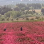 Toto je cena za virálnu slávu: Purpurové pole pod Tatrami doplatilo na sociálne siete